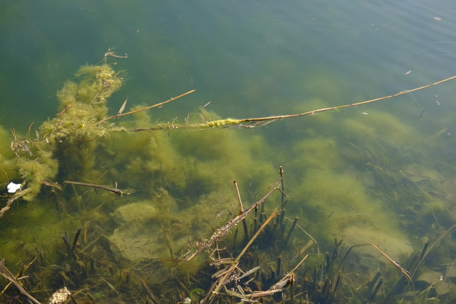 Algae and aquatic plants in environmentally affected water